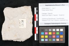 Foto (Objekt + Etikett) von Chara meriani Braun (NHMW-GEO-2024-0188-6717)